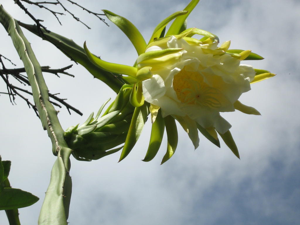 Ticul Posada El Jardin מראה חיצוני תמונה